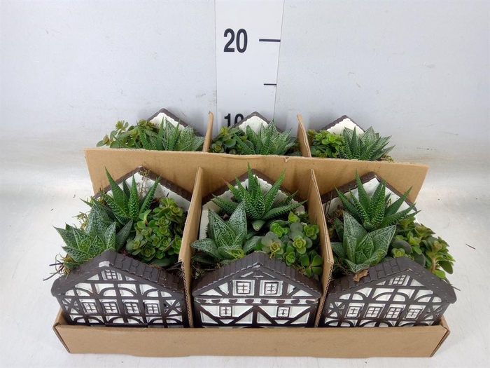 <h4>Arr.   Kamerplant Groen L%</h4>