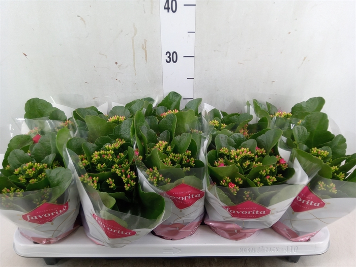 <h4>Kalanchoe blos. 'Favor Bella Rosa'</h4>