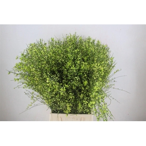 Ginster 400gr Green Pbs