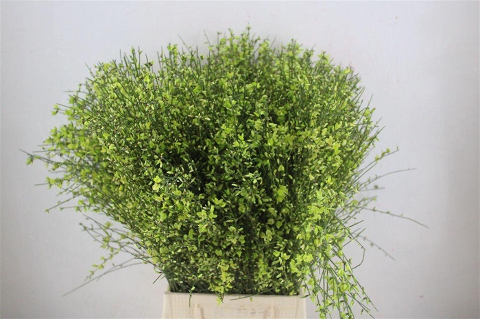 <h4>Ginster 400gr Green Pbs</h4>