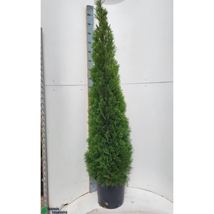 THUJA O SMARAGD