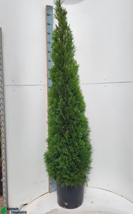 <h4>THUJA O SMARAGD</h4>