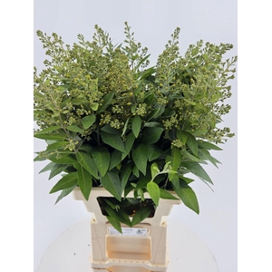LYSIMACHIA VULGARIS LYSIM VULGARIS