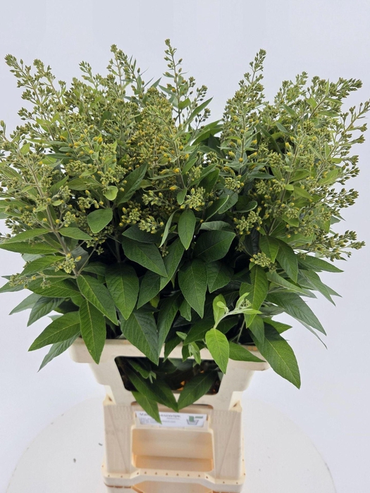 <h4>LYSIMACHIA VULGARIS LYSIM VULGARIS</h4>