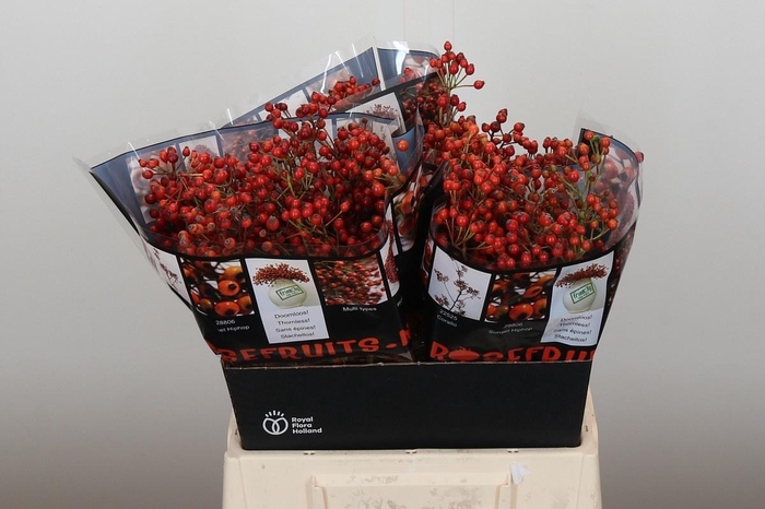 <h4>ROSA ROSEFR ELITE</h4>