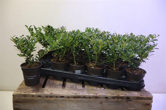 <h4>Ilex Crenata</h4>