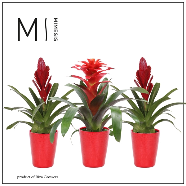 <h4>Mimesis Bromelia Red - 13 cm in Florence</h4>
