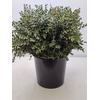 EUC PARVIFOLIA PB -ZA-SUPER