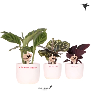 Kolibri Greens Calathea mix in Love pot mix