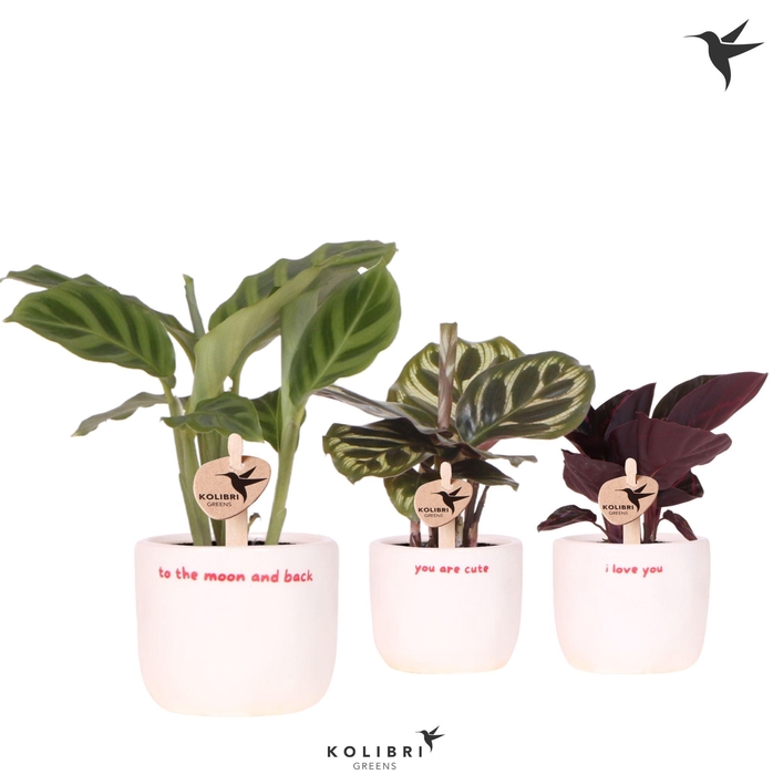 <h4>Kolibri Greens Calathea mix in Love pot mix</h4>