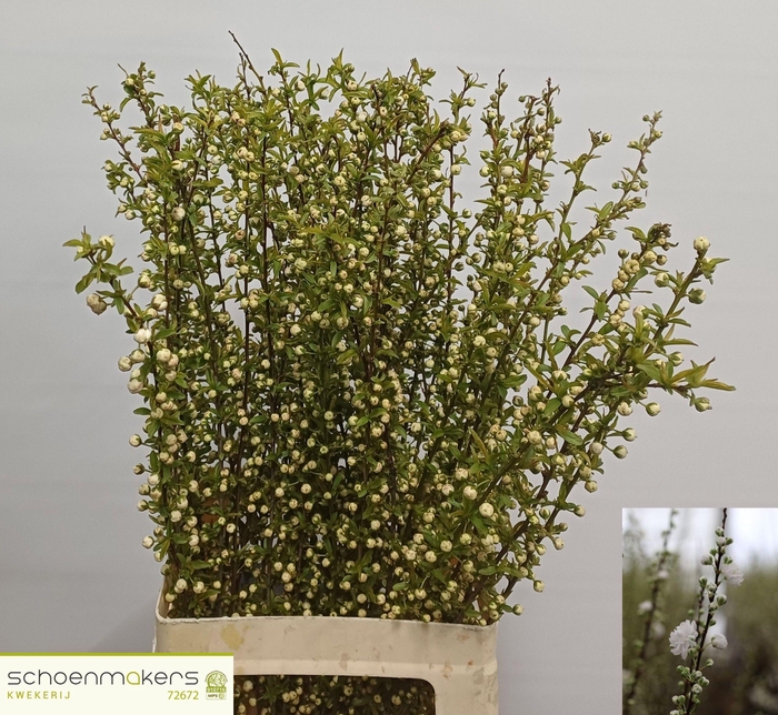 <h4>PRUNUS GLAND WIT ST</h4>