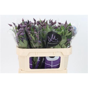 Clematis Amazing Sydney