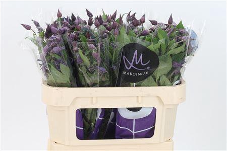 <h4>Clematis Amazing Sydney</h4>