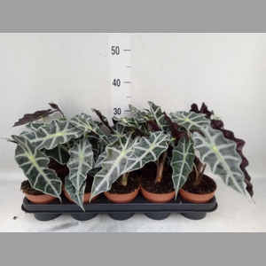 Alocasia amazonica 'Polly'