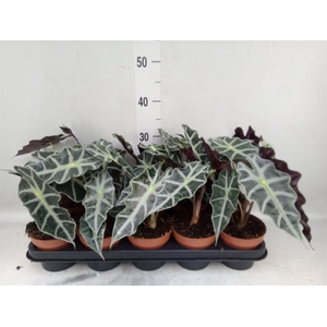 Alocasia amazonica 'Polly'