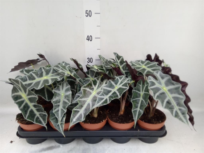 <h4>Alocasia amazonica 'Polly'</h4>