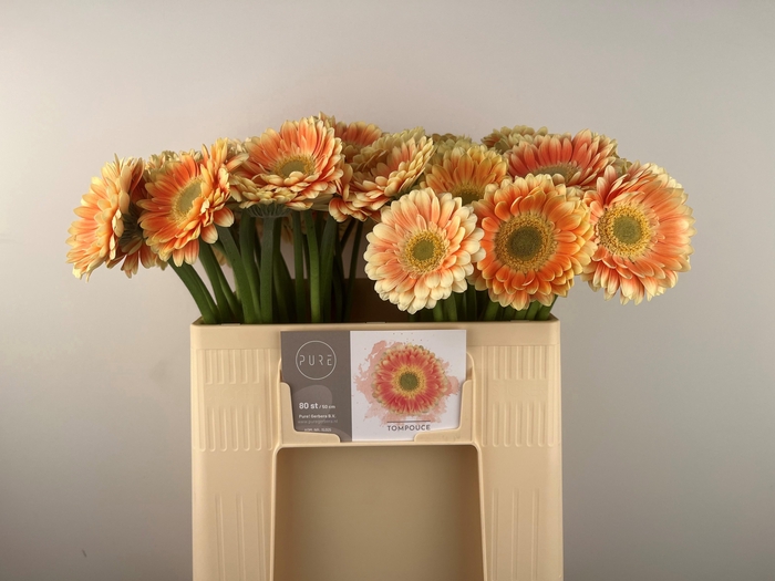 <h4>GE MI TOMPOUCE</h4>