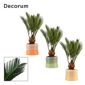 Cycas revoluta 9 cm, 4+ veren in Evita (Craft world-collection)