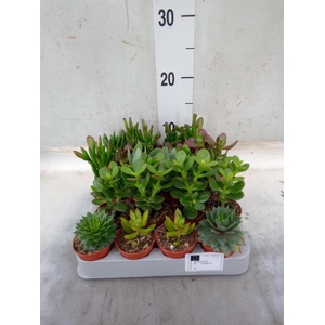 Crassula   ...mix