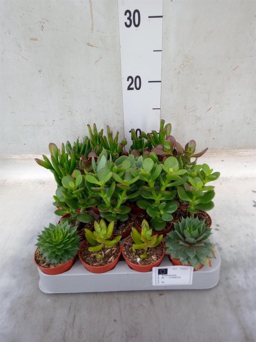 <h4>Crassula ...mix</h4>