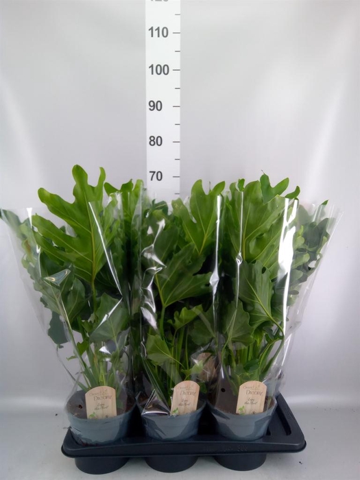 <h4>Philodendron bipinn. 'Little Hope'</h4>