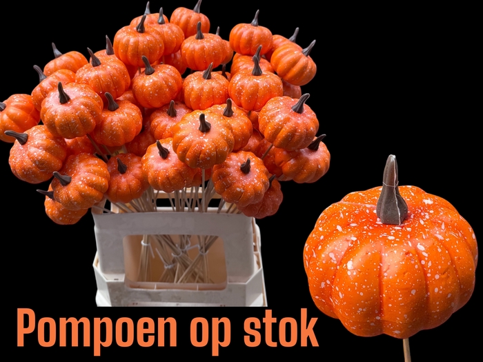 <h4>HUIS EN TUINDECO H%</h4>