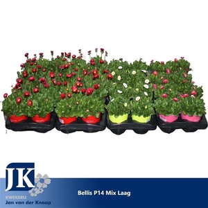 Bellis p14 Mix laag