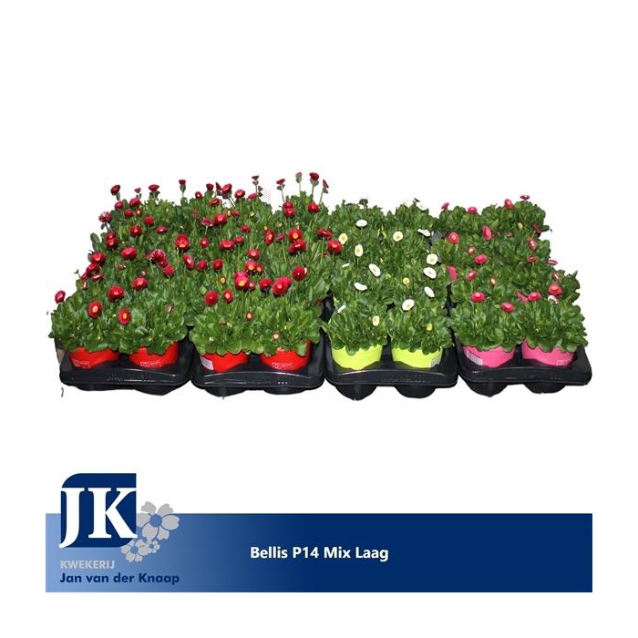 <h4>Bellis p14 Mix laag</h4>