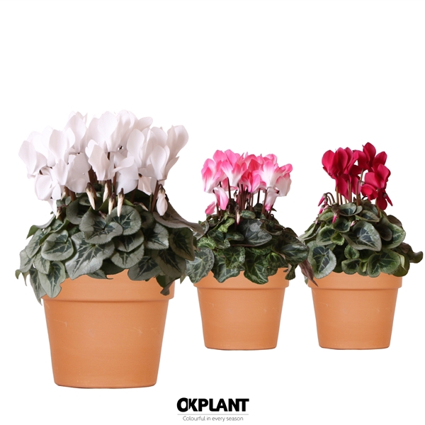 <h4>Cyclamen mix in Terracotta pot</h4>