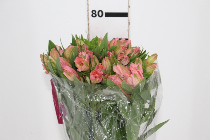 <h4>ALSTROEMERIA PRIMADONNA 080 CM</h4>