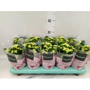 Kalanchoe blos. 'Serenity Silk'