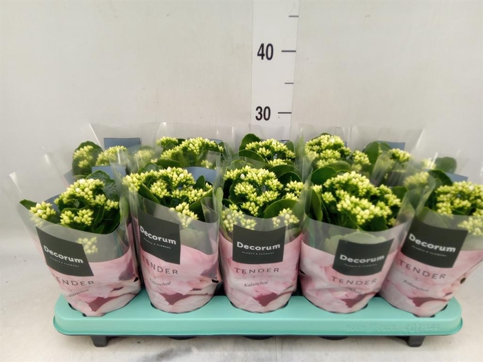 <h4>Kalanchoe blos. 'Serenity Silk'</h4>