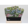 Oxypetalum Tweedia Blue