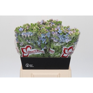 Oxypetalum Tweedia Blue