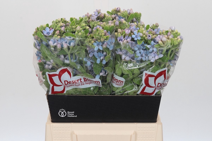 <h4>Oxypetalum Tweedia Blue</h4>