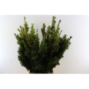 Taxus Geel