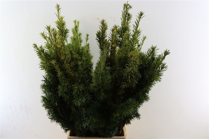 <h4>Taxus Geel</h4>