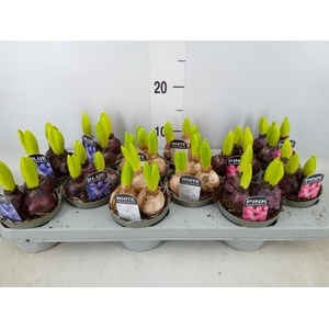 Hyacinthus orie.   ...mix