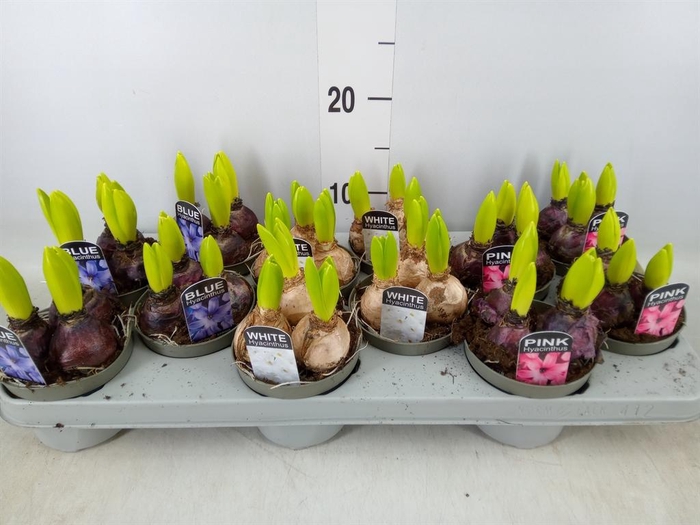 <h4>Hyacinthus orie. ...mix</h4>