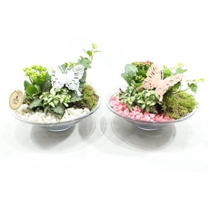 1816 GLAS 25 RO/WIT