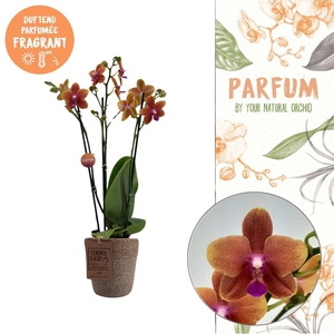 Parfum | Bolgheri in Terima Kasih | Phalaenopsis 3 spike