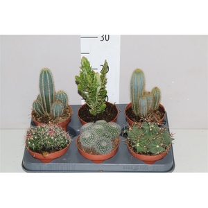Cactus Gemengd