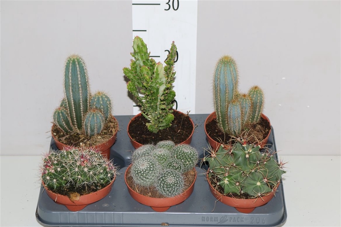 <h4>Cactus Gemengd</h4>