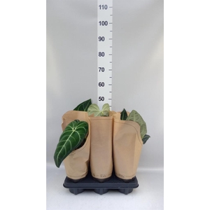 Anthurium   ...