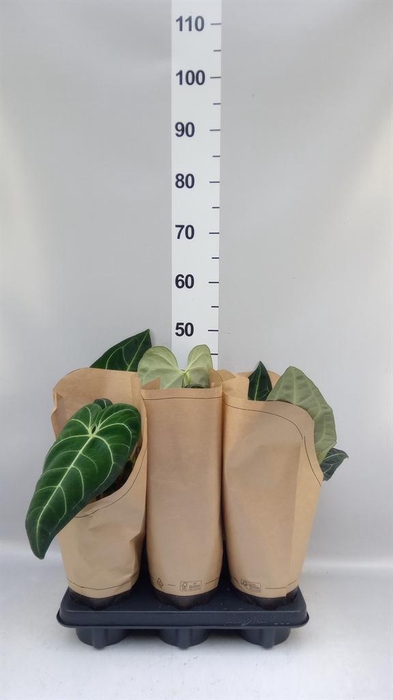 <h4>Anthurium ...</h4>