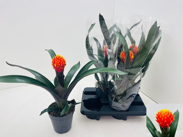 <h4>GUZM CONIFERA</h4>