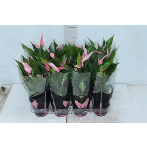 ANTHURIUM LILLI P09 PREMIUM