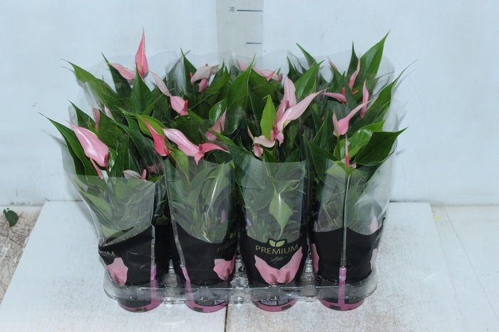 <h4>ANTHURIUM LILLI P09 PREMIUM</h4>
