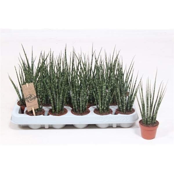 <h4>Sansevieria 'Fernwood'</h4>