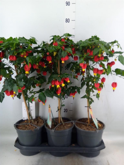 <h4>Abutilon  'Big Bell'</h4>
